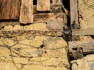 Gray stray cat peers out from an old wooden barn