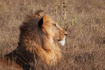 Lion in Nature , Africa 