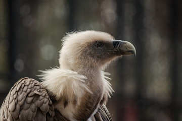 Griffon Vulture portrait