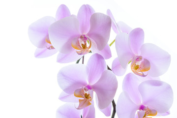 Fototapeta na wymiar Pinke Phalaenopsis Orchidee isoliert mit Textfreiraum