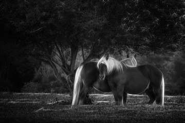Couple de chevaux de trait en noir et blanc