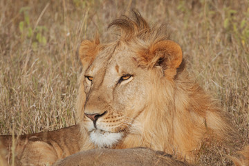 Lion in Nature , Africa 