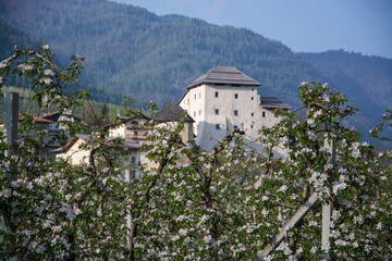 Apfelblüte bei Caldes, Trentino, Italien