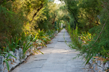 Obraz premium The long path is a path made of stone large tiles, among the greenery of bushes and trees, past a fence of white curly tiles, a summer sun vacation