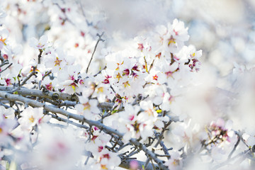 Spring blossoming garden. Close up of  blossoming flowers