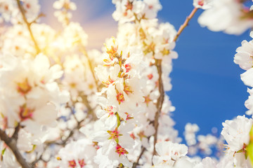 Spring blossoming garden. Close up of  blossoming flowers