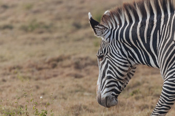 Zebra in Nature 
