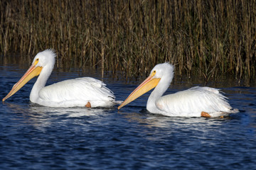 White Pelicans