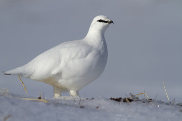 A male Rock ptarmigan in winter dress standing in a snowy tundra in a sunny day
