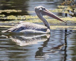 White Pelicans