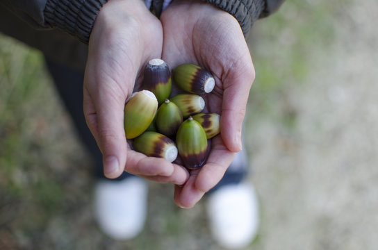 manos de ni&ntilde;a con bellotas 