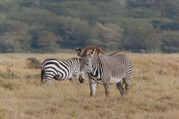 Obraz na płótnie Canvas Zebra in Nature 