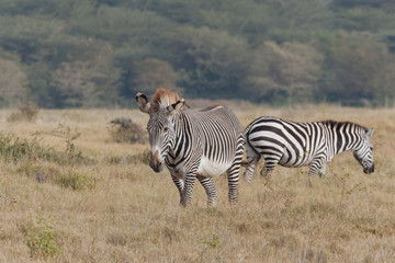 Plakat Zebra in Nature 