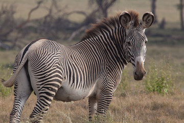 Zebra in Nature 