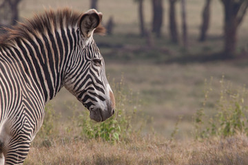 Zebra in Nature 