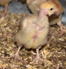 little chicken in an small farm countryside, Mindo-Ecuador
