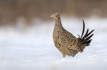 Ringneck Pheasant (Phasianus colchicus) female