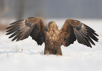 White tailed eagle (Haliaeetus albicilla)