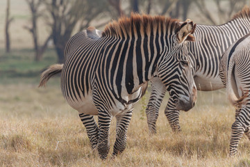 Zebra in Nature 
