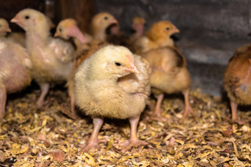 little chicken in an small farm countryside, Mindo-Ecuador