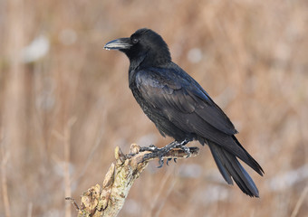 Raven (Corvus corax)