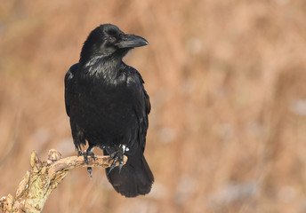 Raven (Corvus corax)