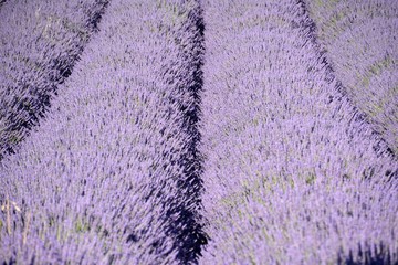 Lines and bunches of blooming lavender, in Drôme Provencale, in France