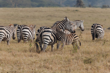 Obraz na płótnie Canvas Zebra in Nature 