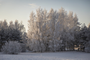 Obraz premium Winter landscape