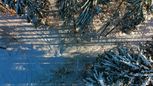 Warm sunset over snowy forest with pine tree. Drone flight over the trees.
