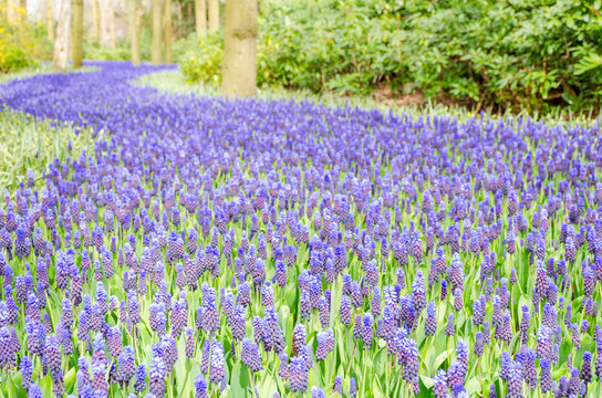 Beautiful purple muscari in Keukenhof Gardens, Netherlands