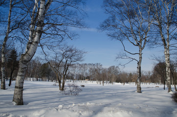 冬の公園
