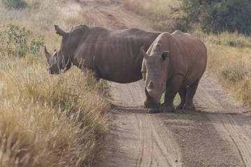Fototapeta premium Rhinoceros in nature 