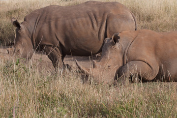 Rhinoceros in nature 