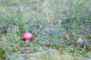 Wild Poison Red Mushroom With White Dot In Grass At Sunny Day