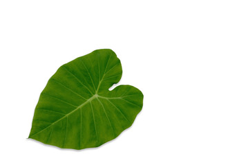 Caladium leaf isolated on white background.