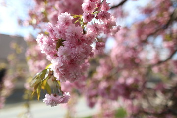 Detail of pink Cherryblossoms in spring 
