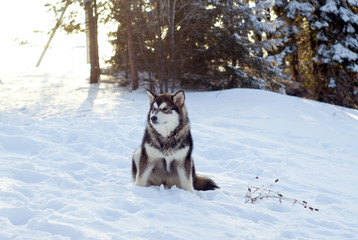 large fluffy Siberian husky puppy sitting in the snow