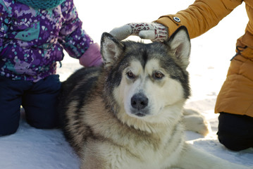 A huge Alaskan Malamute breed dog lies on the snow while children stroking him; closeup.