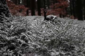 Natur im Schnee