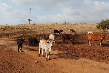 Cows in Africa 