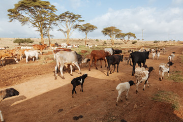 Cows in Africa 