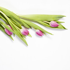 the Pink tulips on a white background as a postcard to Valentine's Day