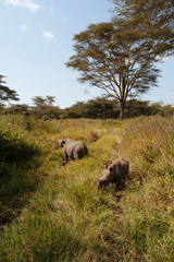 Rhinoceros in Nature