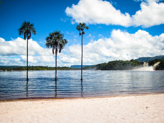 Obraz na płótnie Canvas Famous 3 palm-trees in the river in Canaima National Park in Venezuela