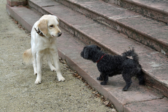 zwei unangeleinte hunde begegnen sich