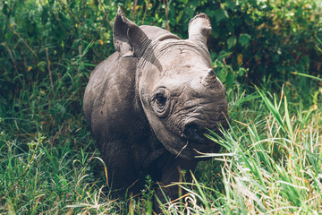 Rhinoceros in Nature