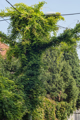 lamppost wrapped in a creep
