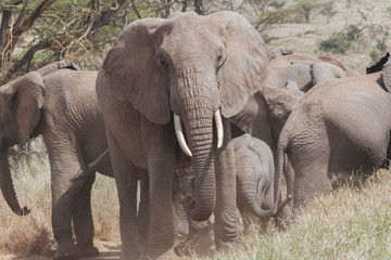 Naklejka premium Elephant in Nature 