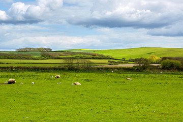 Fototapeta na wymiar Idyllic landscape with sheep, lambs on a perfect juicy green grass fields and hills near ocean, Dorset, England, United Kingdom
